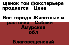 щенок той-фокстерьера продается › Цена ­ 25 000 - Все города Животные и растения » Собаки   . Амурская обл.,Благовещенский р-н